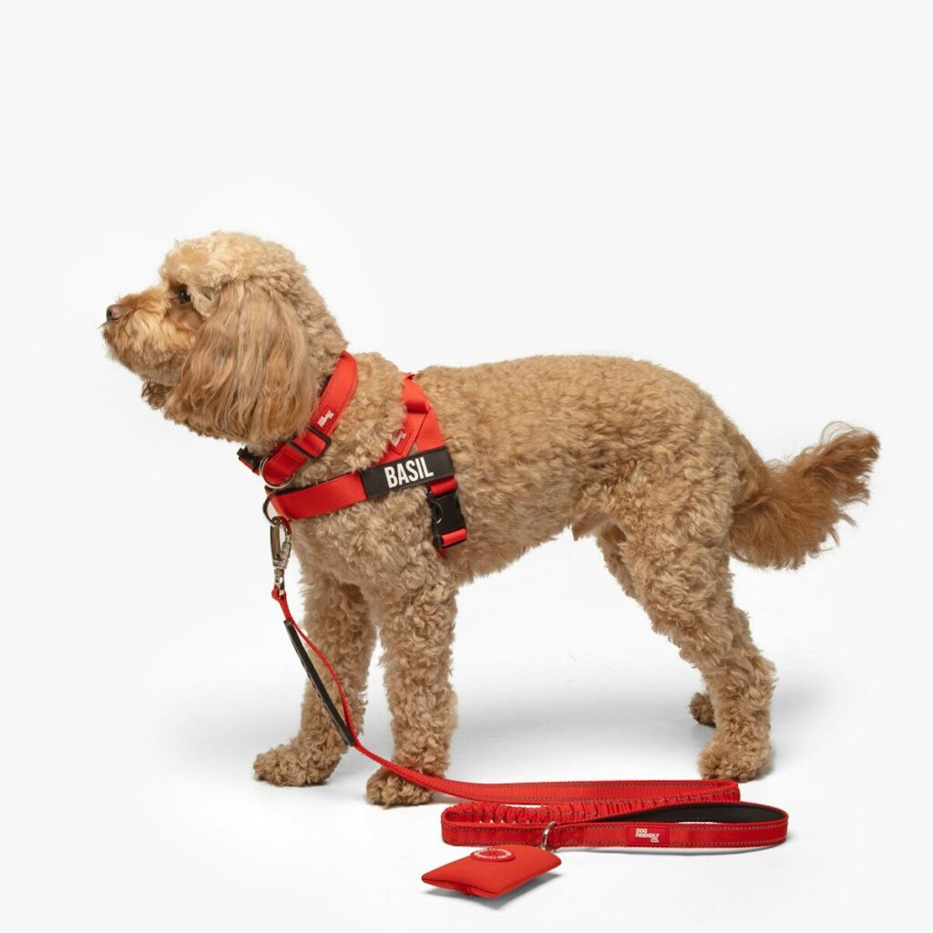 A fluffy dog wears a red harness and leash.